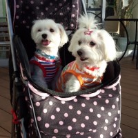 獣医師の健康注意点