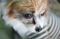 愛玩動物介護士合格者の声