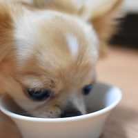 犬の管理栄養士より食事中のチワワ