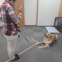 家庭犬訓練士ライセンス取得対策講座認定試験対策でフセを練習する同伴犬