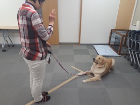 家庭犬訓練士ライセンス取得対策講座認定試験対策でフセを練習する同伴犬