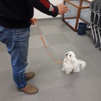 家庭犬訓練士ライセンス取得対策講座でマテ練習中の同伴犬