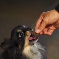愛犬におやつをあげる男性の手