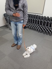 家庭犬訓練士講座でフセの練習