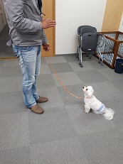 家庭犬訓練士講座でマテの練習