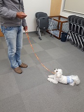 家庭犬訓練士講座でマテ→フセの練習