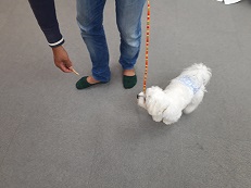 家庭犬訓練士講座での脚側歩行の練習