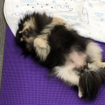 アニマルアロマ通学講座プライベートレッスンで仰向けで寝るモデル犬