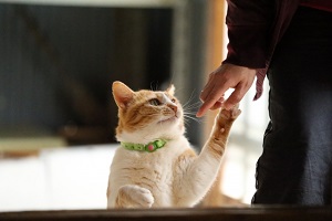 飼い主と手をつなぐ猫