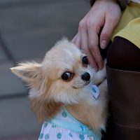 飼い主の膝に前脚をかけるチワワ