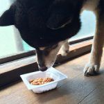 納豆を食べる黒柴犬