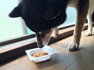 納豆を食べる黒柴犬