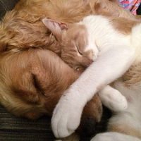 寄り添って寝る犬と猫