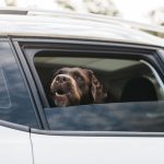 車の窓から顔を出す黒い犬
