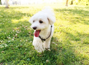 ワンポイントアドバイス アロマを活用して生活を快適に 愛犬を優しく守る虫除けスプレーを作ろう ワンポイントアドバイス ペットの資格