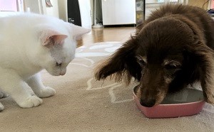 ワンポイントアドバイス】犬猫へのお肉のあげ方と注意点 | ワン